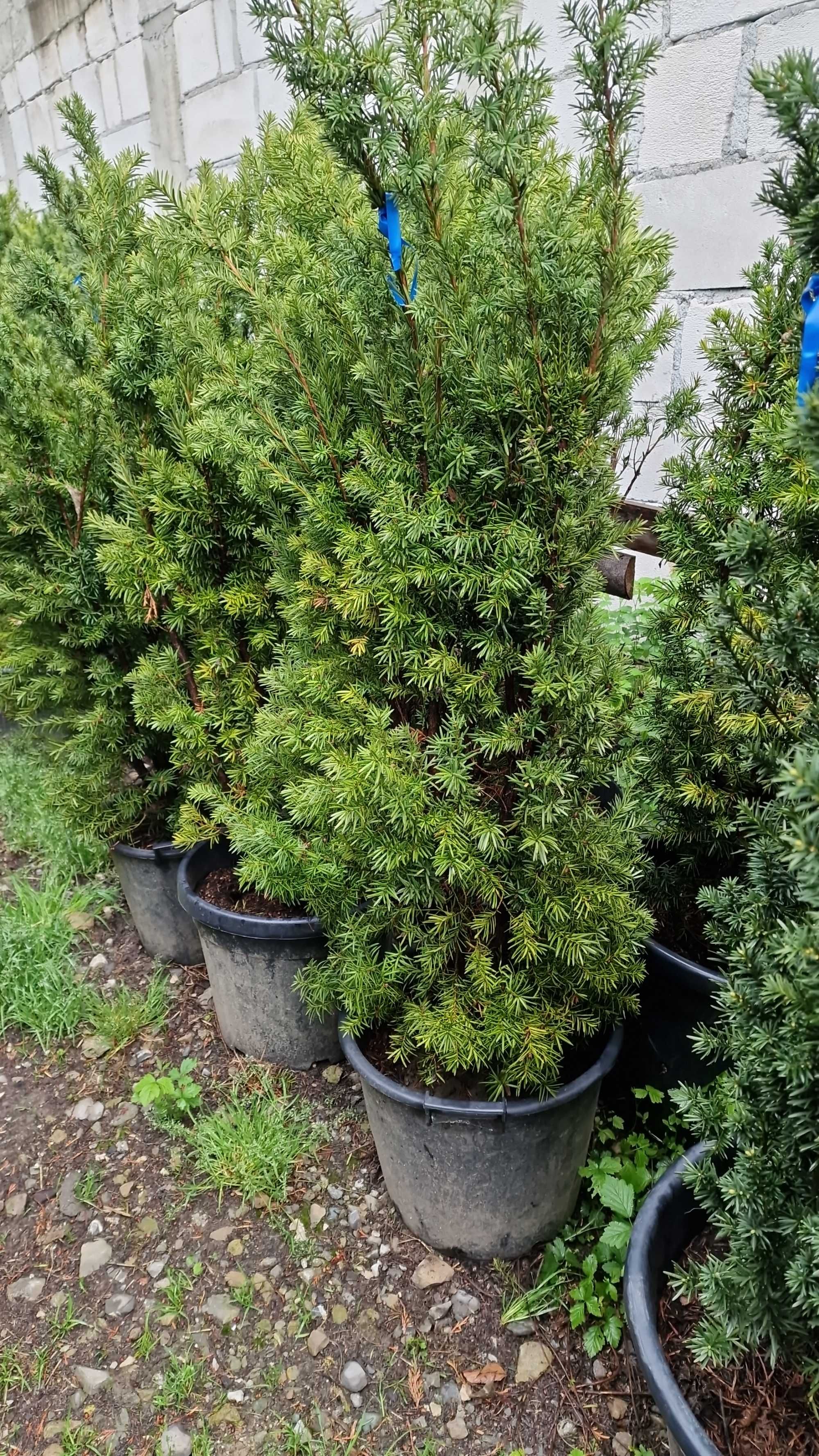 Taxus Planta Ornamentala