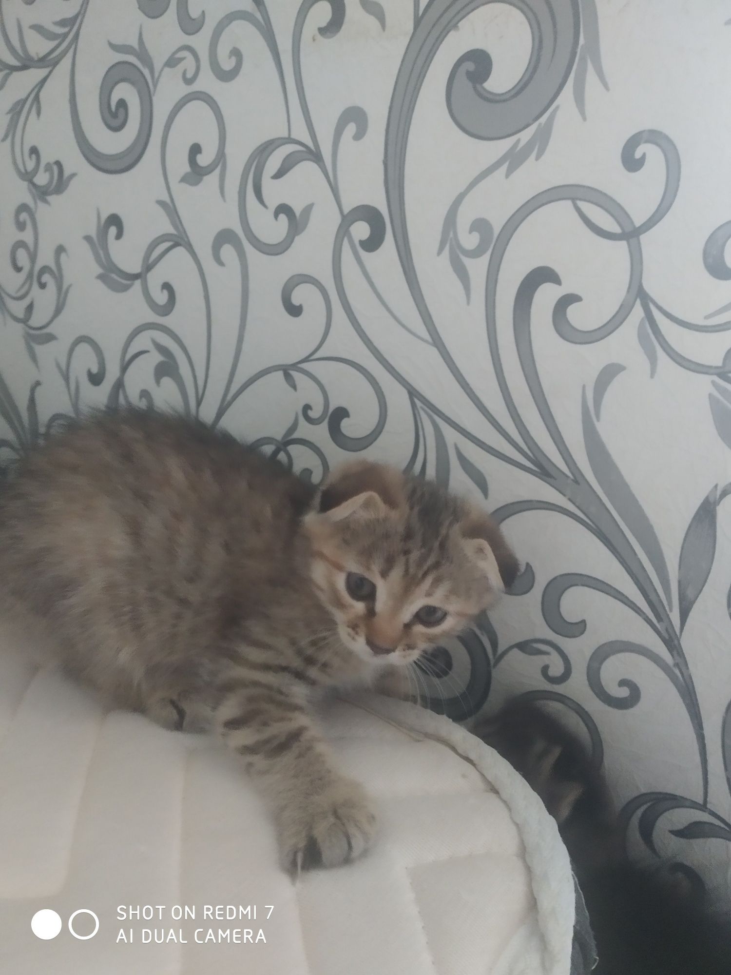 Продаются котята