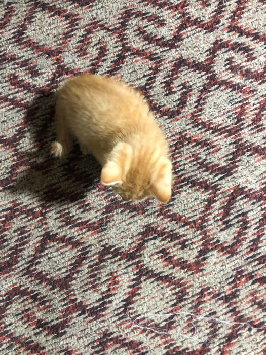 есть трикотят черная оранжевая и чернбелоранжевая.uchta kichik mushing