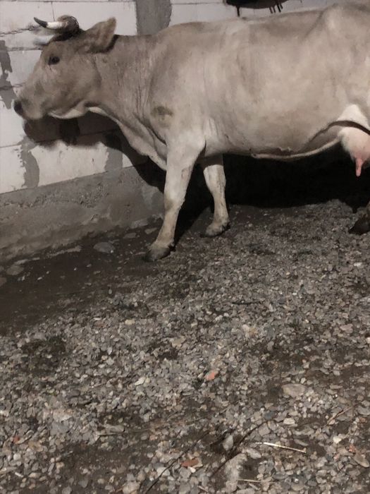 De vnzare vaca cu vitea
