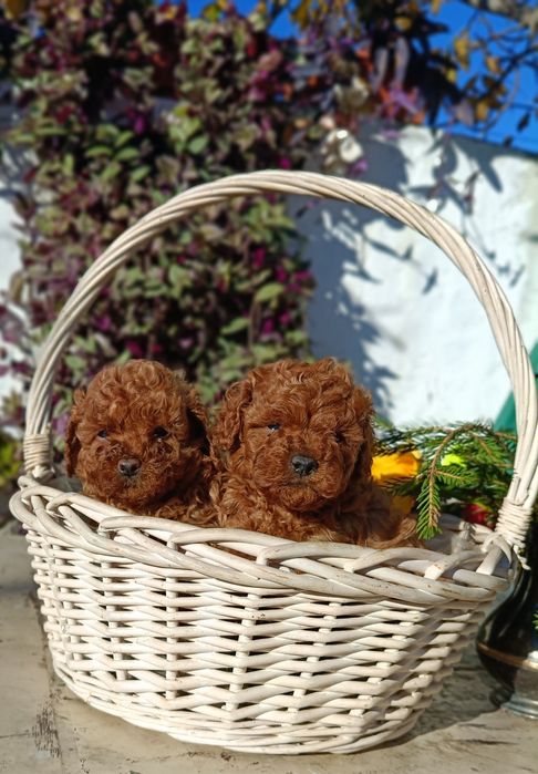 Той пудел(червен)