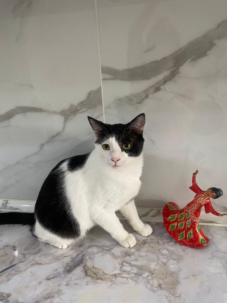 Кошечки в добрые руки!