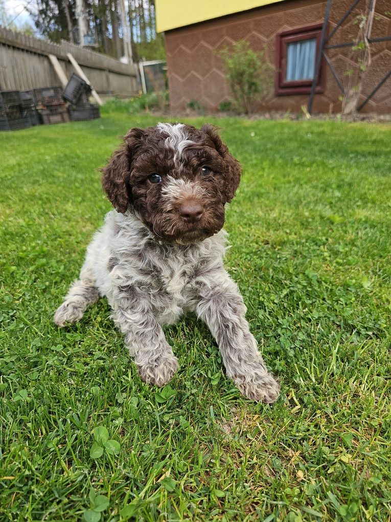 Vand catelusa Lagotto Romagnolo