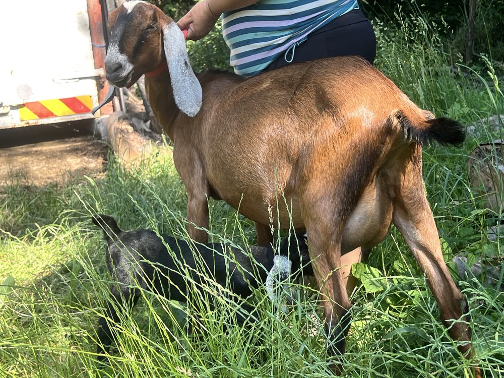 Capra anglonubian cu pedigree si cu o iada