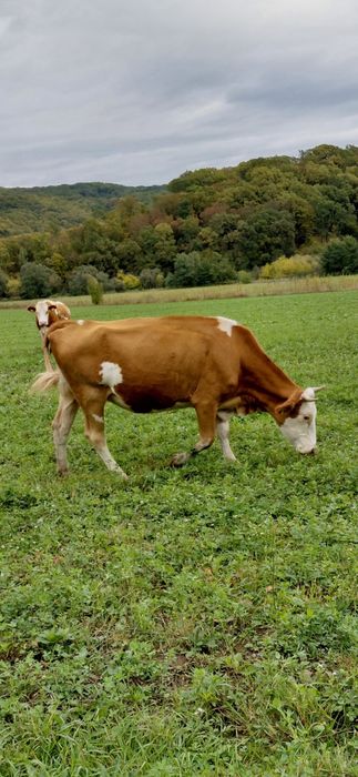 Vaci de vanz  de vanzare baltata romaneasca pret 6500 bucata