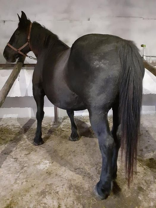 Vand manji pentru tinut sau pentru abator