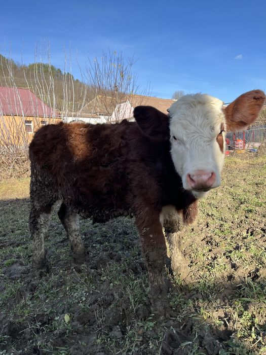 De Vanzare 2 Vitele …