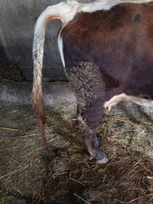 Vând vaca 5 ani gestanta  5 luni