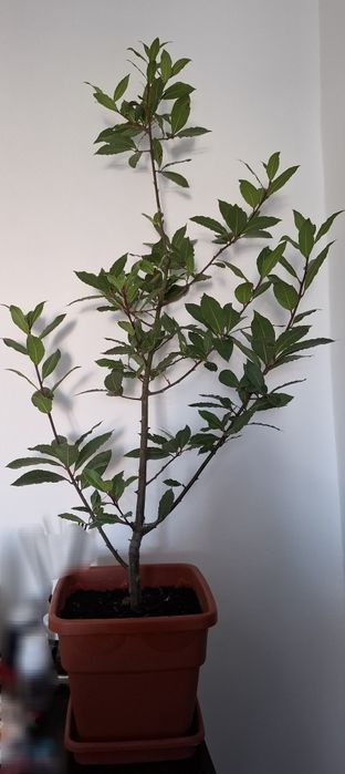 Dafin comestibil în ghiveci