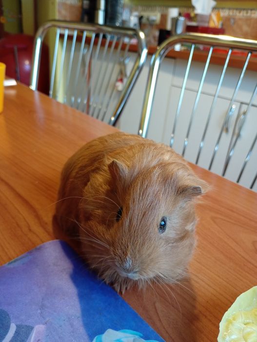 Porcușor de guineea