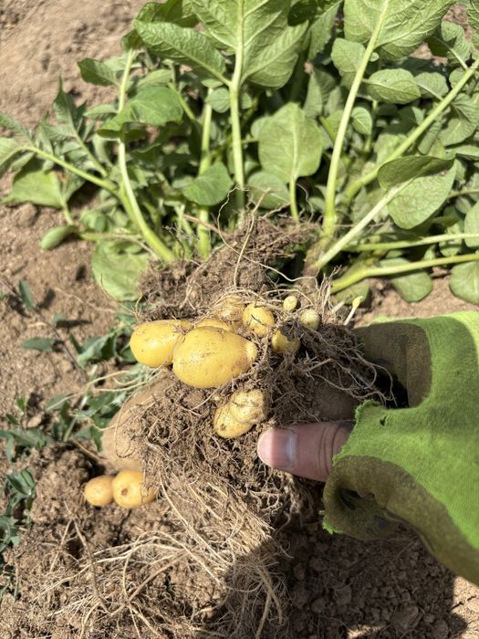 Картофи за семе 30-45 Сорая клас В