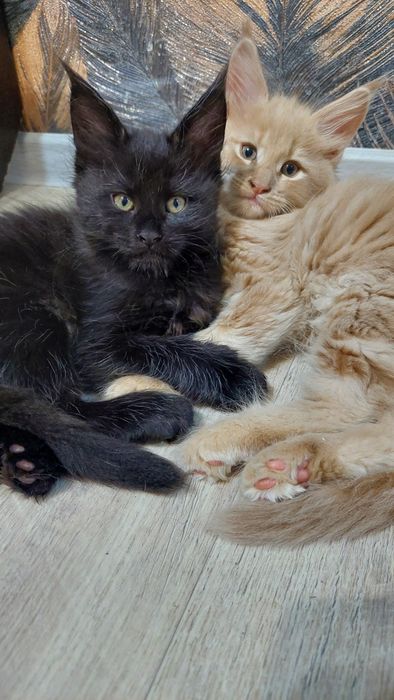 Котята Мейн-кун   1.5 месяца