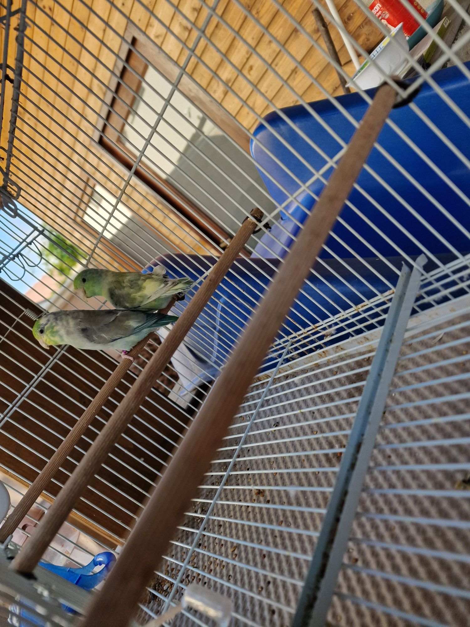 Forpus Coelestis - Perechi reproducătoare  / Schimb cu canari