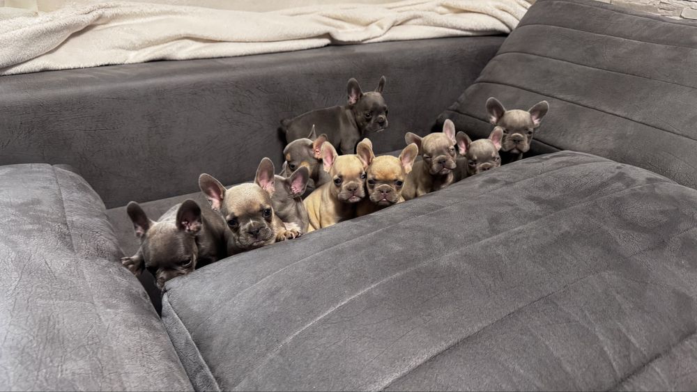 Френски булдог / Frenchie
