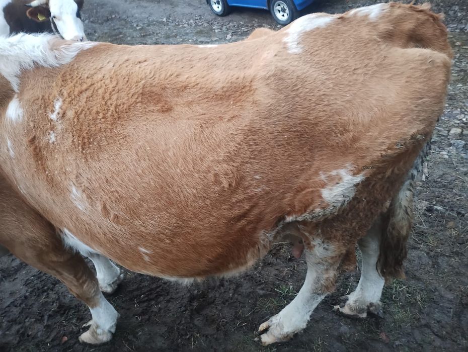 Vind vacă bălțată românească