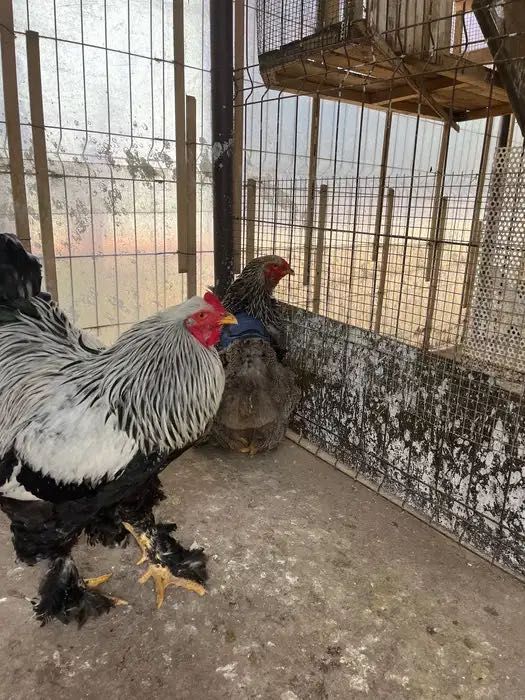Pereche brahma herminat închis