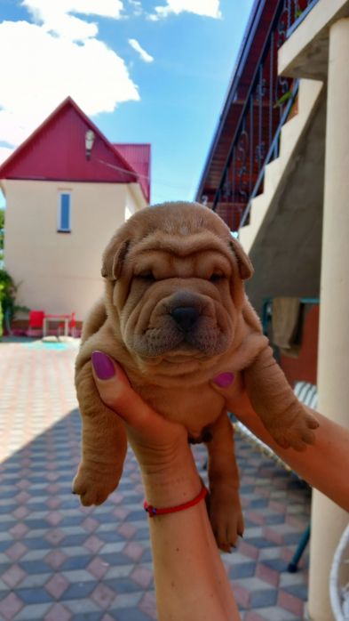 Cațeluș din rasa Shar Pei