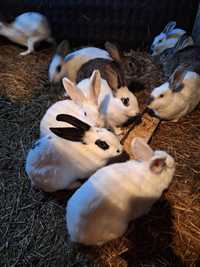 Продам  кроликов