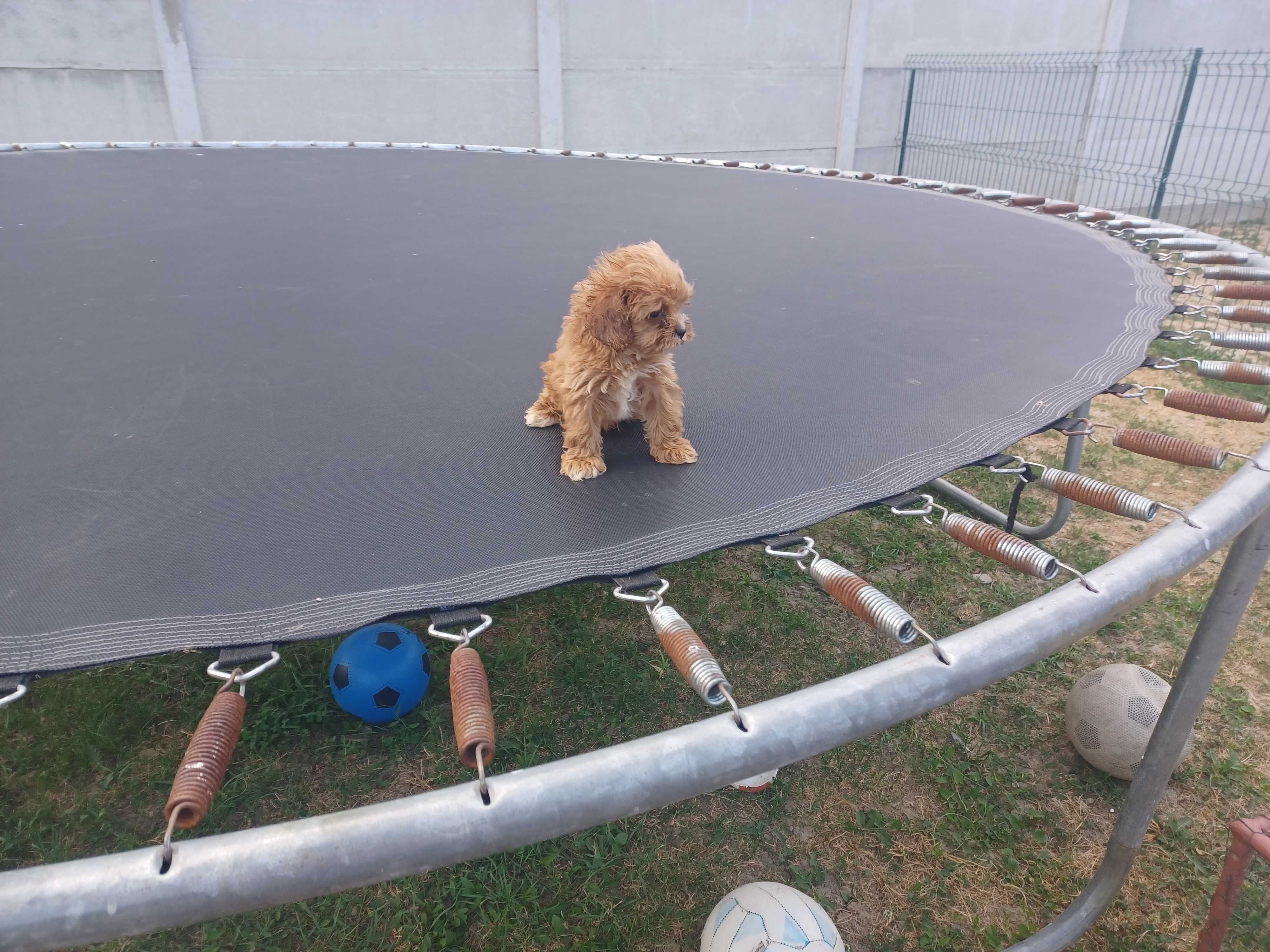 Cavapoo de vanzare