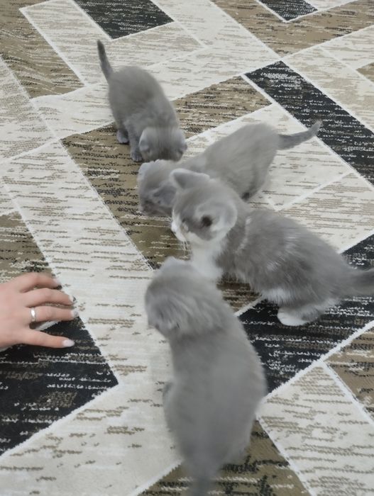 Продам котят мать британка отец шотландец!!!