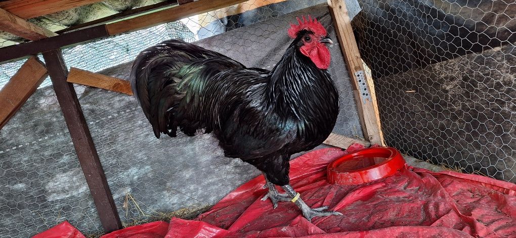 Vând cocosi de australorp tineri