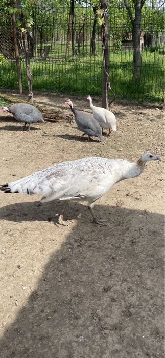 Vand paun si paunita