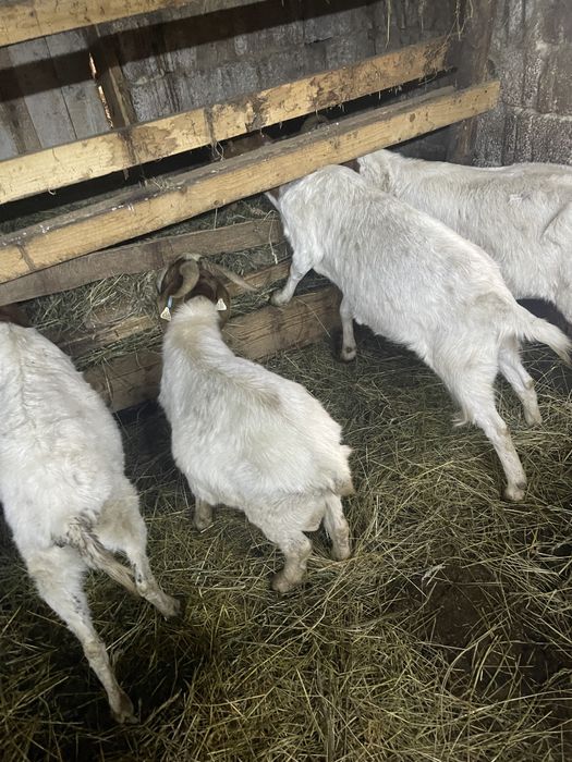 Vand 3 capre boer si un tap