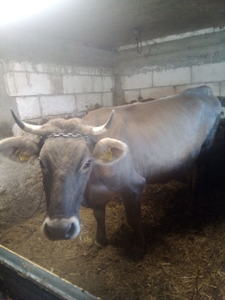 Vând vaca bruna cu lapte