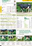 Lot 10 vitele Holstein