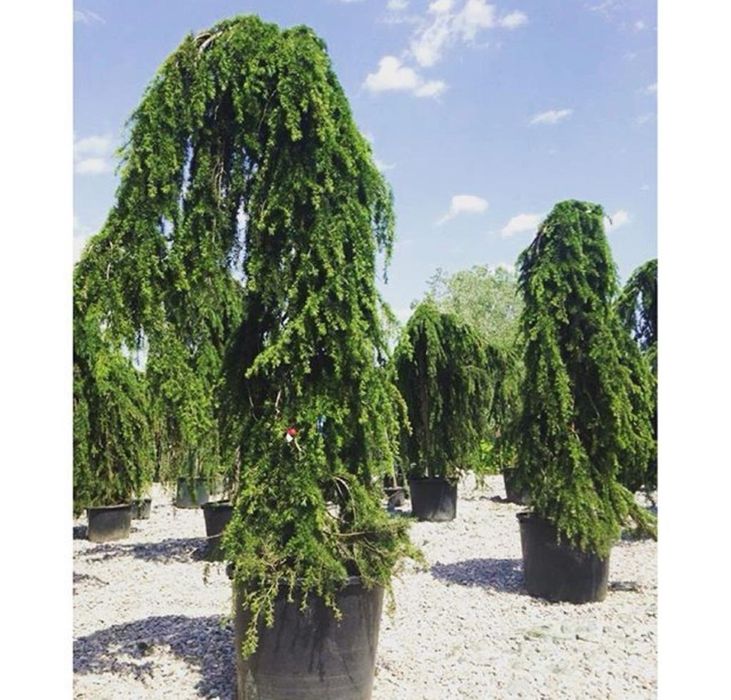 Cedru pendular, de inaltime mari/mici, bambus, plante ornamentale etc