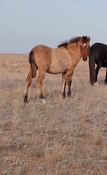 Жабағы Жабағы соғым семіз крупный жирный продам