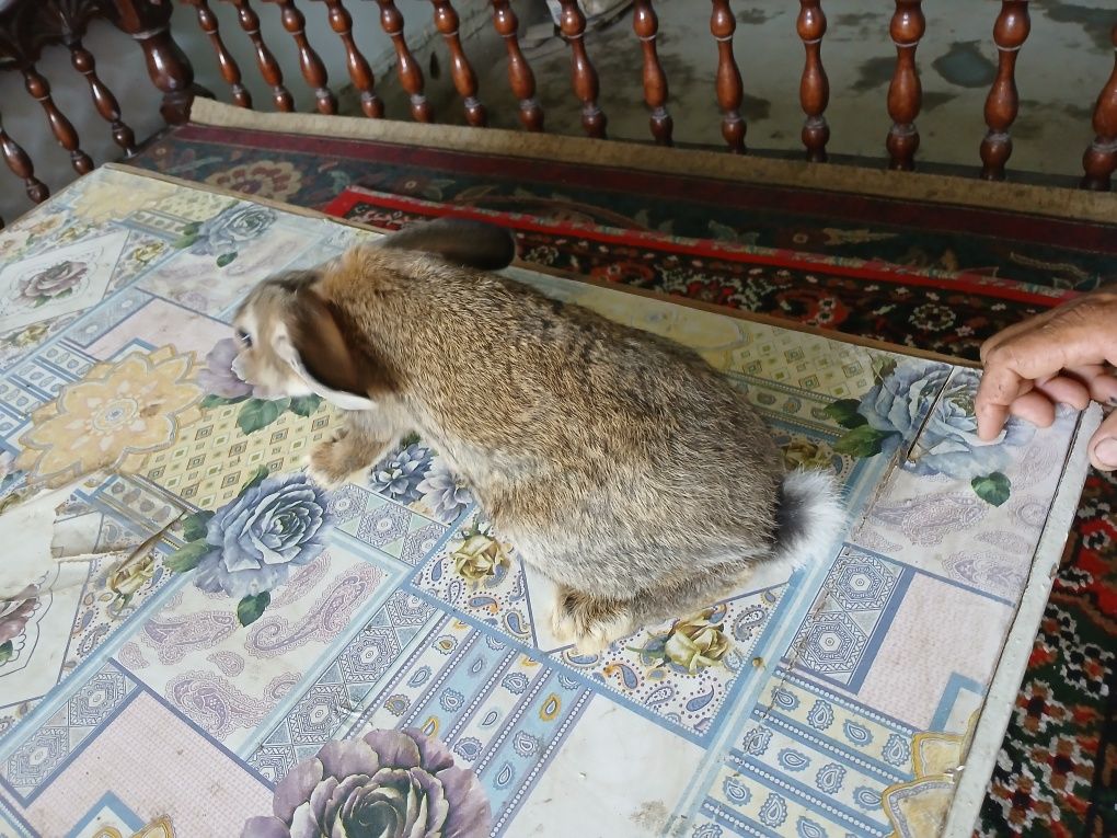 Фландр куён фландр.