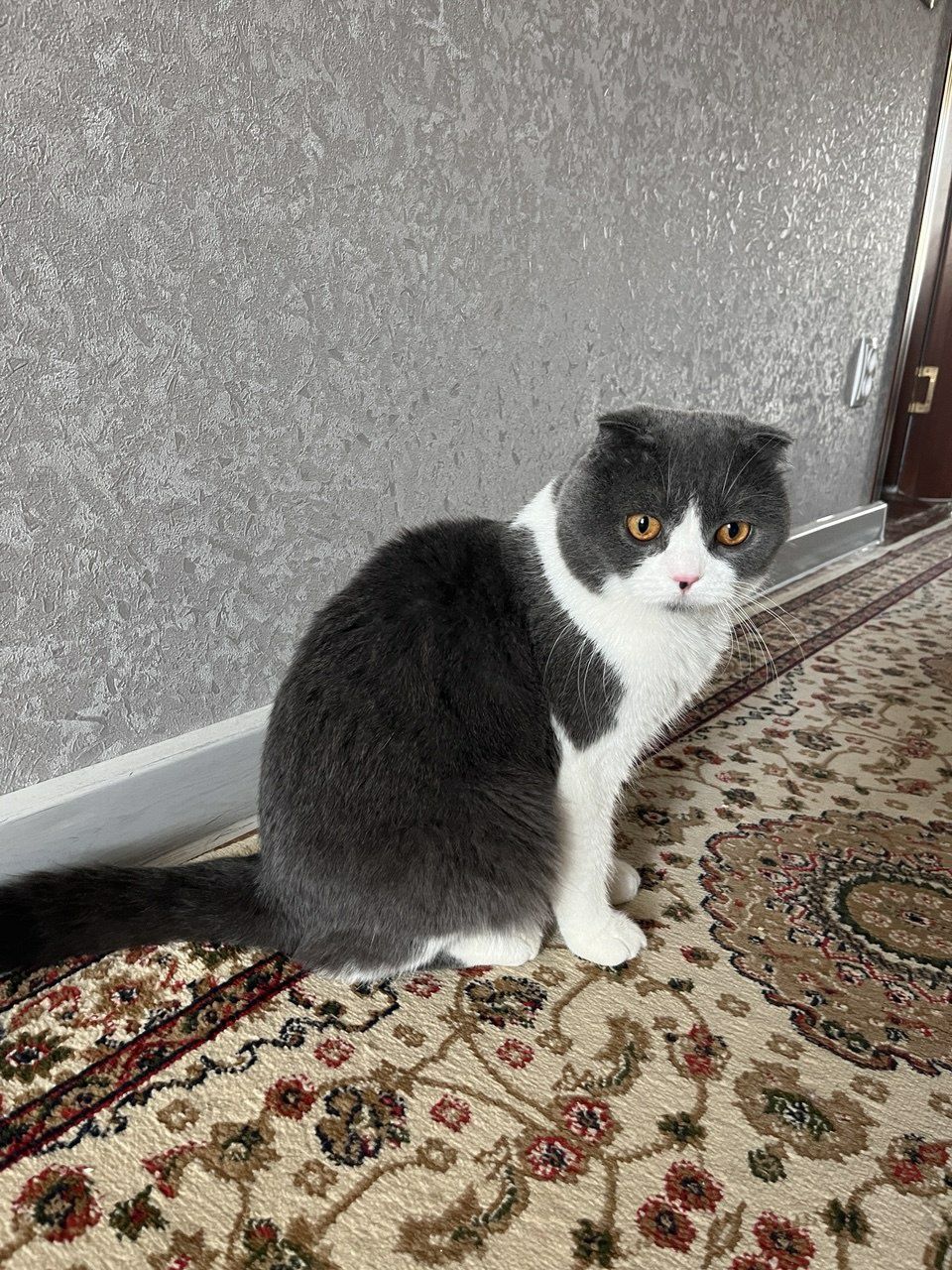 Вязка кота — Juftlash uchun шотландский вислоухий биколор (Scottish Fo