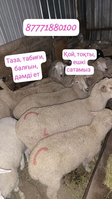 Семіз қой сатылады