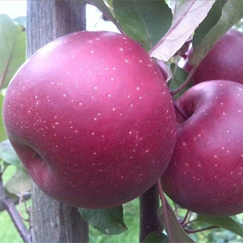 Pomi fructiferi deosebiti  Mar  Baia Marysa cu miezul rosu