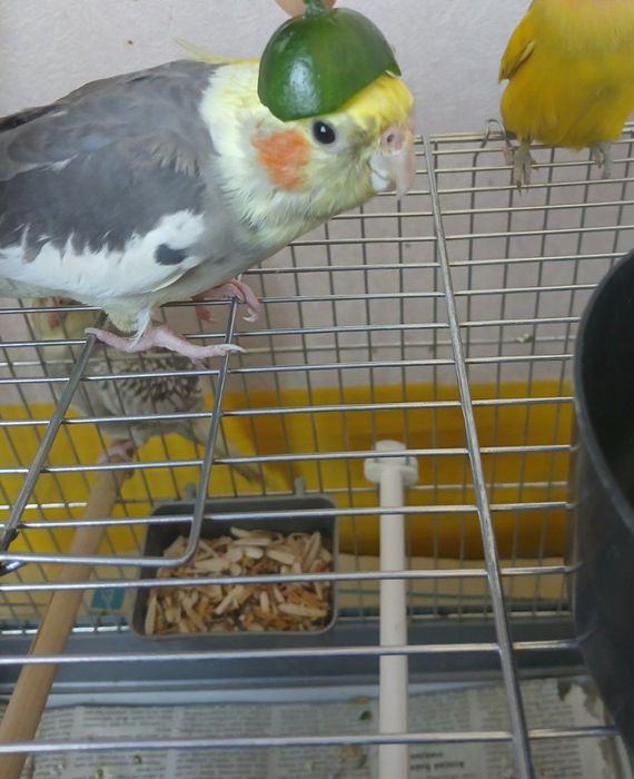 Продаётся пара Кику и Лиза