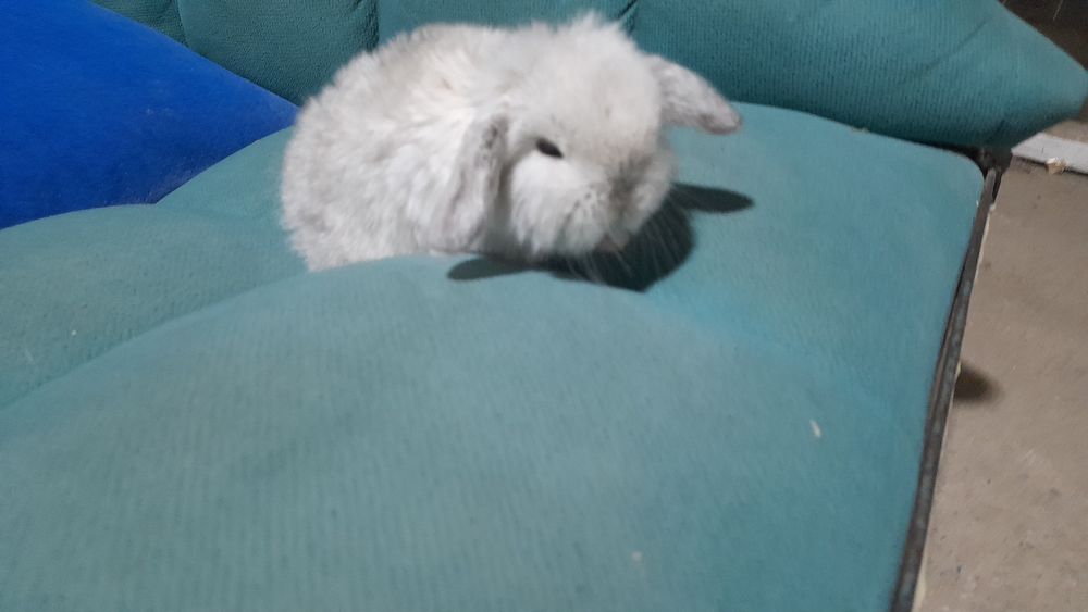 Продаётся декоративные карликовые кролики срочно