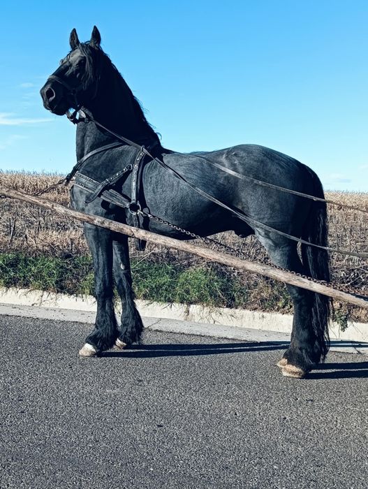 Armăsari de vânzare.