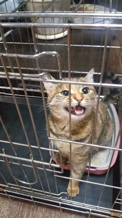 Молодая кошечка срочно ищет дом