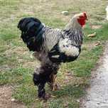 Cocoș Brahma ,250 lei ,iar Australorp 150 lei