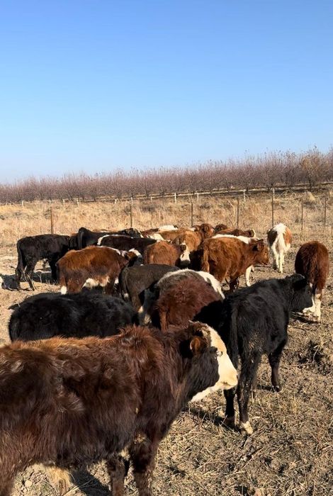 Продам бычков бука сатамын