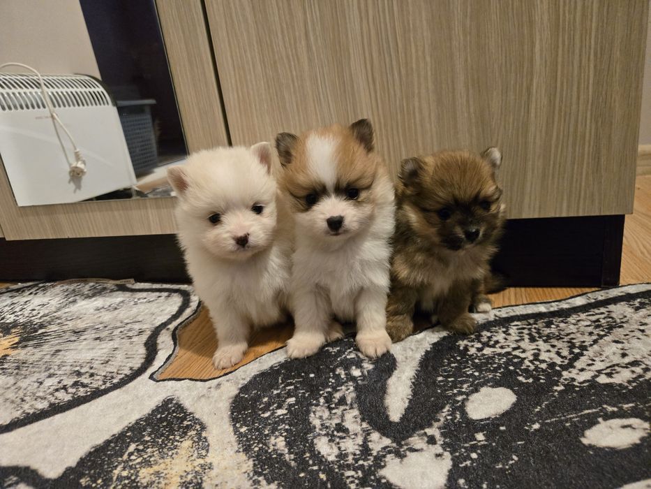 Померан мини Шпиц 3кг