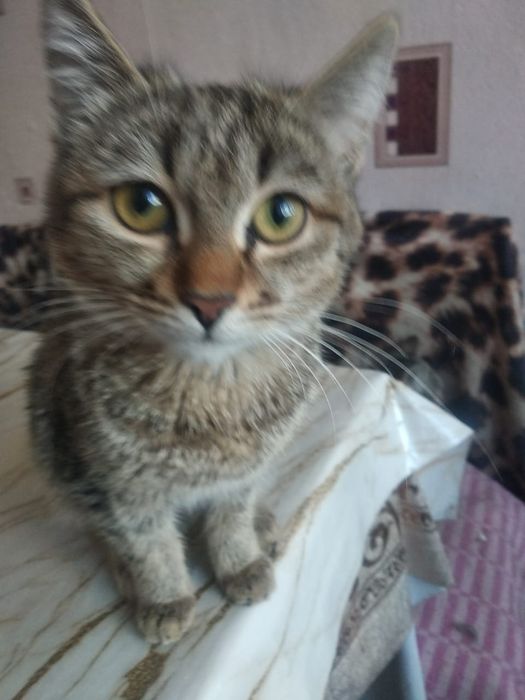 Милые  домашние котята.