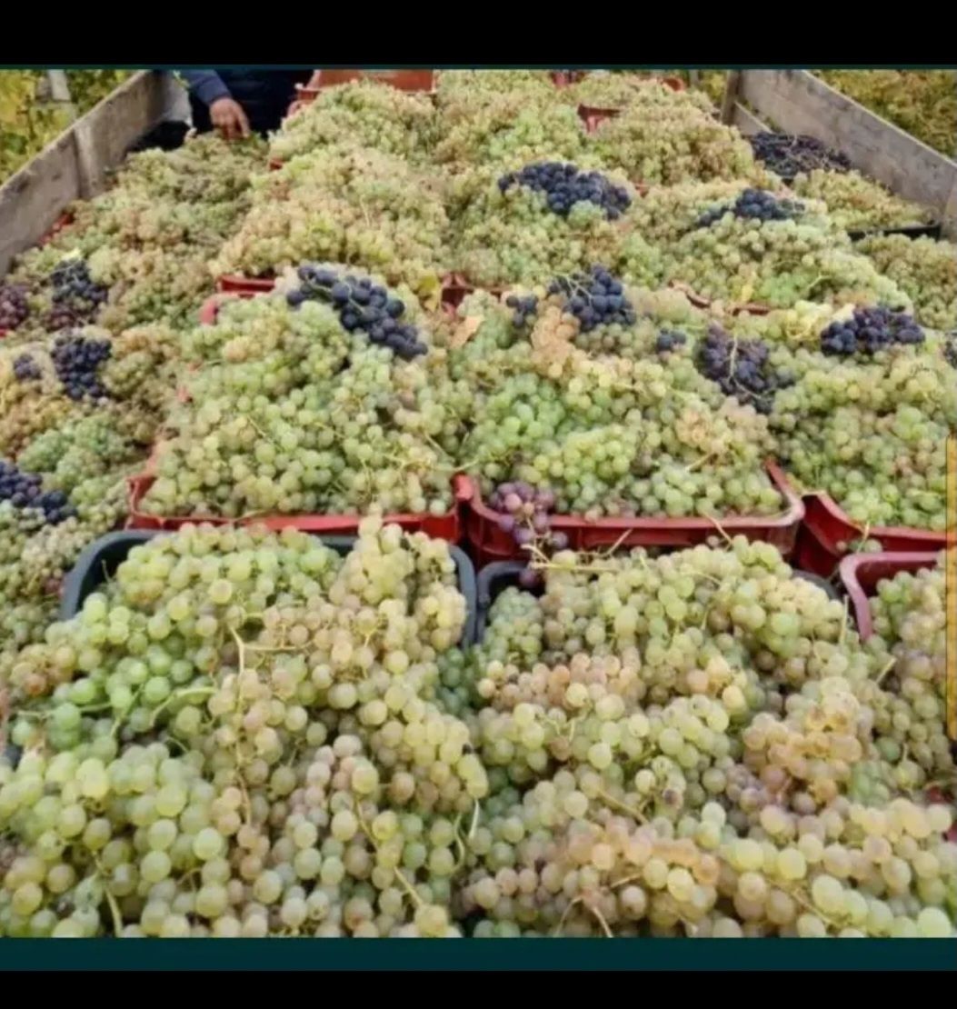 Vand struguri de vin cu transport la domiciliu