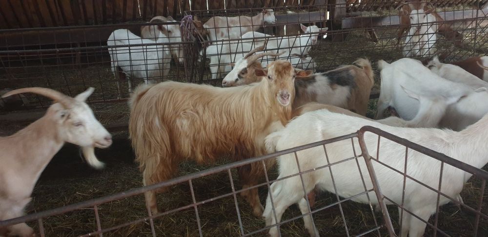 Țap de rasă alb de banat