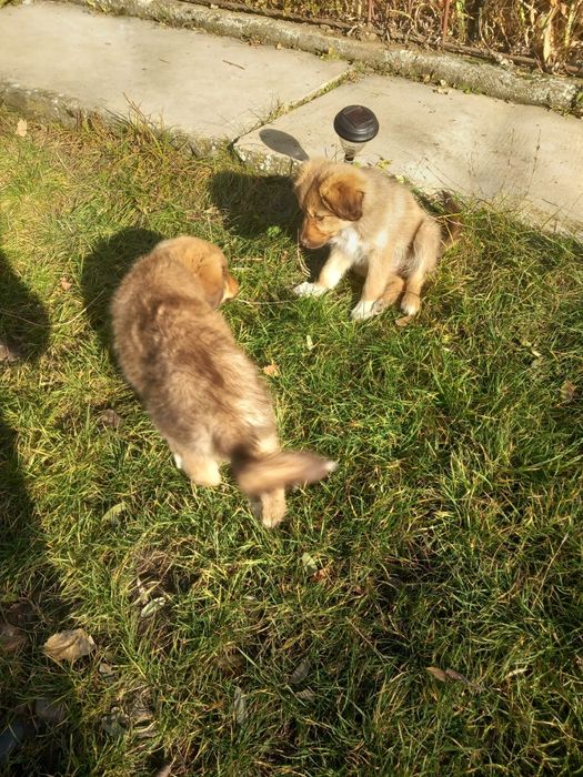 Donez cățeluși talie mică