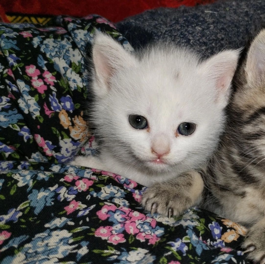 Продаётся котенок