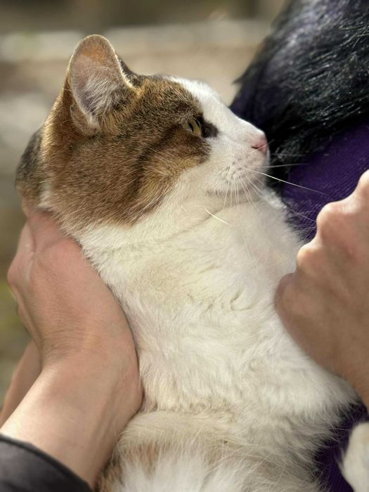 Мъжко коте търси дом