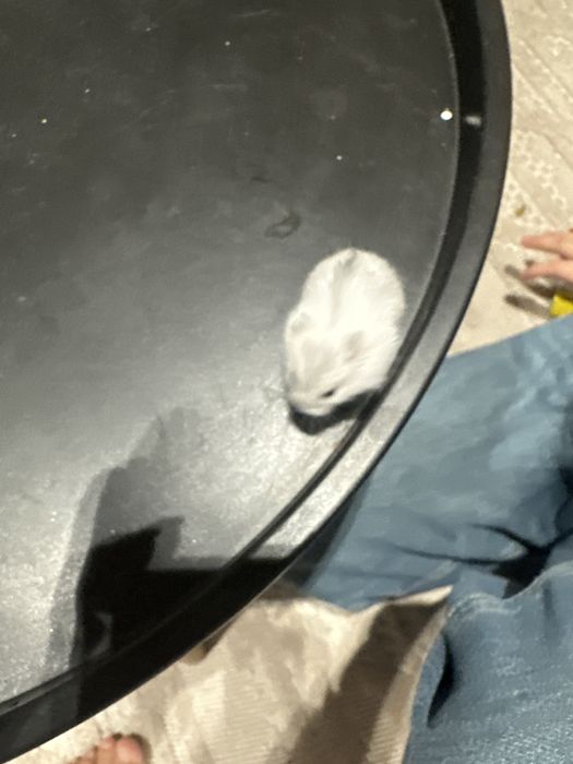 Хомяки, джунгарские, красивые