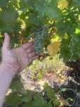 Vand struguri vin